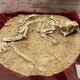 古化石图