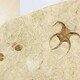 海绵化石图