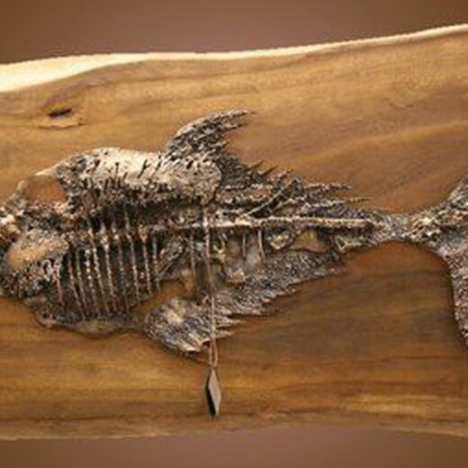 原生生物化石私下拍卖,古化石