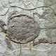 生物化石图