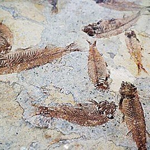 蛋化石私下评估,古化石