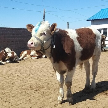 丽江四五百斤西门塔尔2岁母牛多少钱2022年