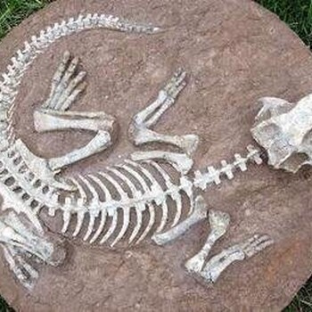 骨骼化石私下交易,植物化石