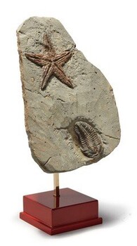 实体化石海选路线,古化石