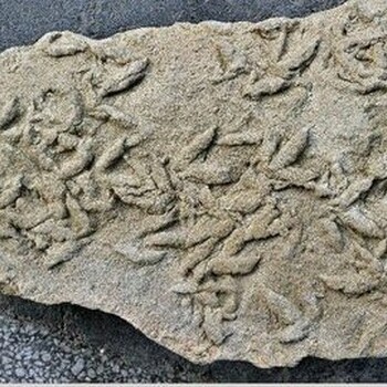 实体化石海选路线,古化石