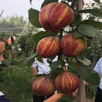 惠农农业早酥红梨树苗出售彩虹颜色卖特色梨品种