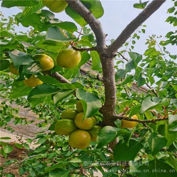 惠農(nóng)農(nóng)業(yè)3年的珍珠油杏樹苗秋季種植成活率高果實(shí)脆甜有香氣