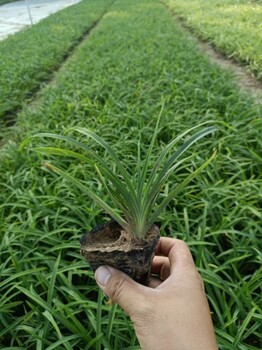 大花萱草种植批发基地