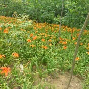 大花萱草种植基地