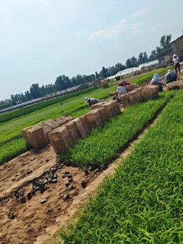 大花萱草地被绿化用花坛用小苗多年生宿根草本植物