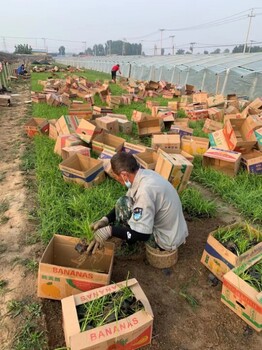 多年生细叶麦冬杯苗批发基地