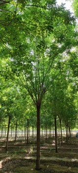 胸徑15公分國槐樹哪里有便宜的15公分國槐樹價(jià)格多少