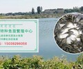 鄭州黃河灘區水產良種場主要經營淡水魚苗批發