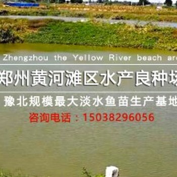 鱼苗喂养方法技术指导郑州市黄河特种鱼苗繁殖厂