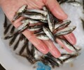 新型循環池加州鱸魚苗批發馴化吃料鱸魚苗養殖魚苗