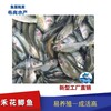 生態魚苗基地養殖水產養殖銷售活體禾花鯉魚苗運輸商家供應