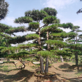 山东泰安黑松,油松,赤松,五针松,平顶松,景观松,迎客松