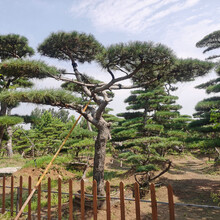 泰安市泰山区造型景松