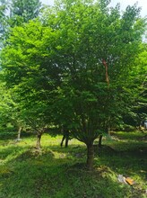 鸡爪槭10-18cm