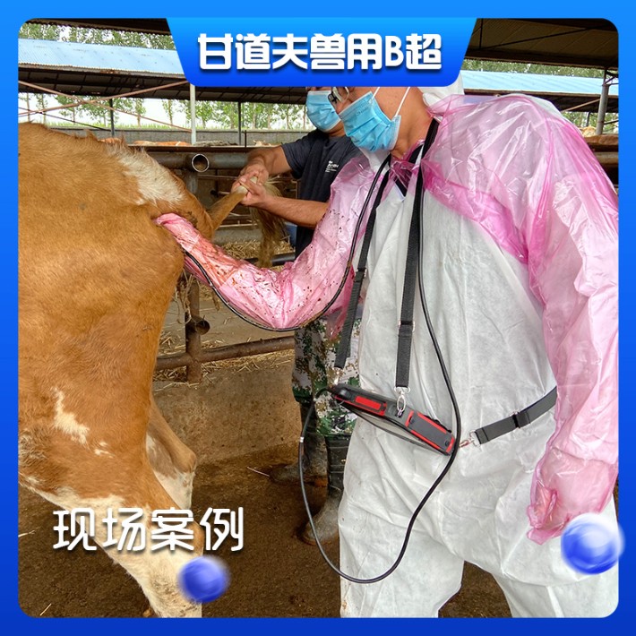 兽用B超检测母牛怀孕