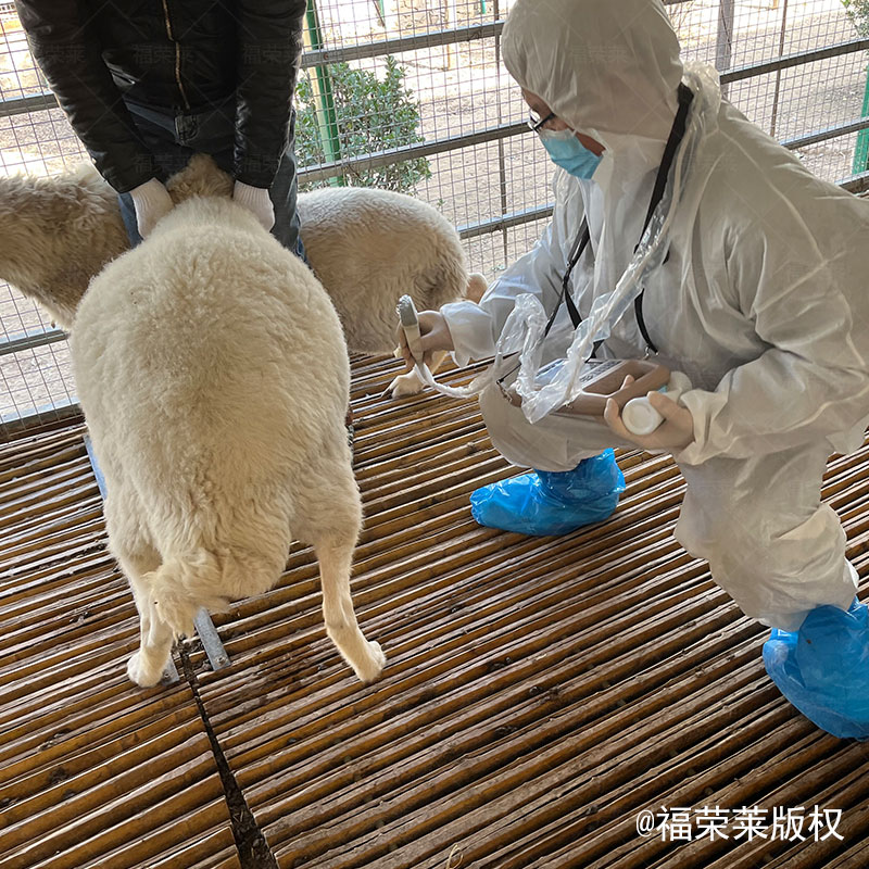 兽用B超检测母羊怀孕