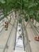 溫室大棚灌溉施肥系統/水肥一體系統