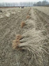 吉林枸杞苗自产基地、精品黑加仑树苗真实批发价格