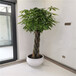 天津和平区办公楼绿植长期租赁公司绿植租摆花卉租赁