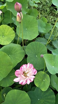 白洋淀荷花苗,睡莲苗,莲子,水生植物,保定人工浮岛,荷花苗基地