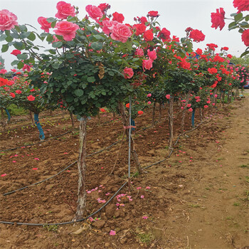 种植基地大量树状月季，高杆月季营养钵带土发货