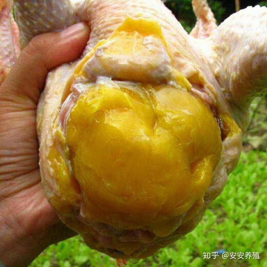 鸡快速长黄油吃什么好养鸡知道这几点鸡快速长黄油