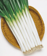 日本武藏野大葱种子琦玉一本，耐寒性特强，葱白部有光泽图片