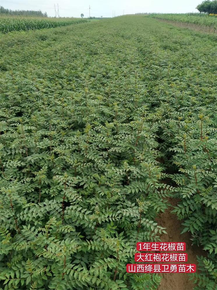 花椒苗一年生.jpg