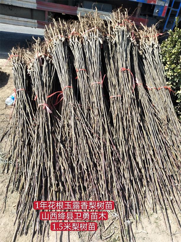 梨樹苗花根.jpg