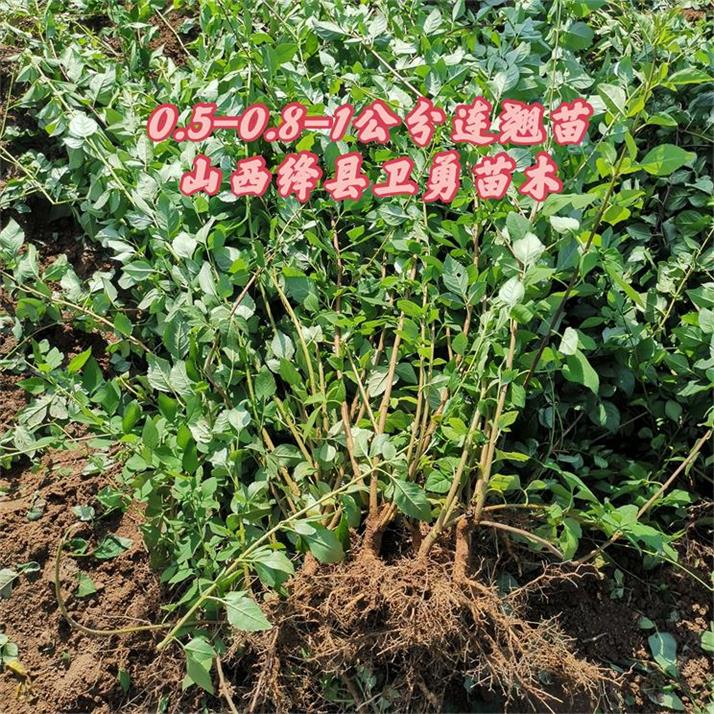 連翹苗0.5-1公分45.jpg