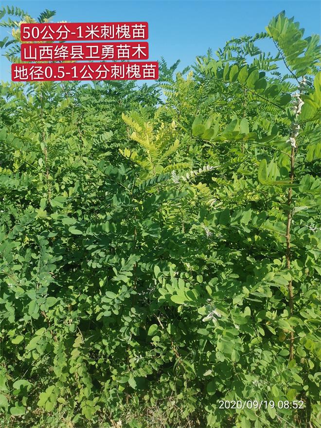 刺槐苗23.jpg