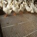 湖北武汉防断裂养鸭漏粪板塑料鸭粪板铺鸭舍用的塑料漏粪板