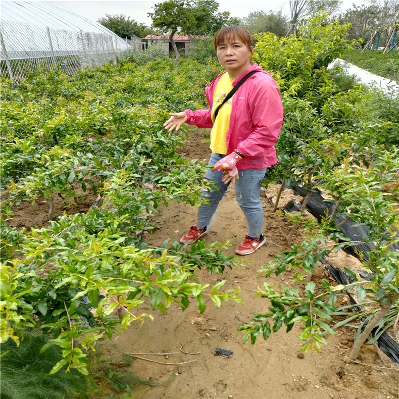 美植袋石榴树基地