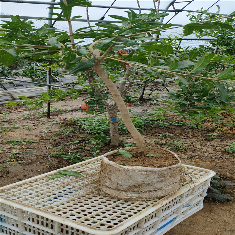 哪里买三公分石榴树基地