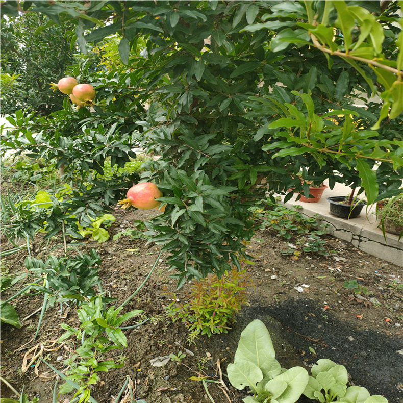 盆景绿植石榴树苗报价