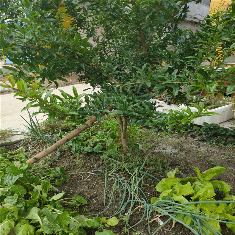 盆景绿植石榴树苗报价