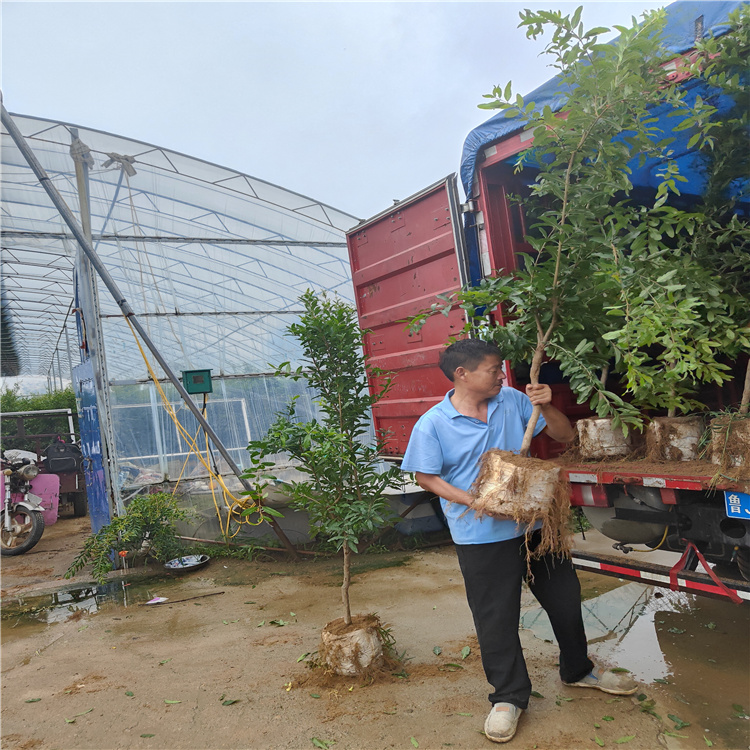 石榴树盆景造型观赏石榴树哪里买