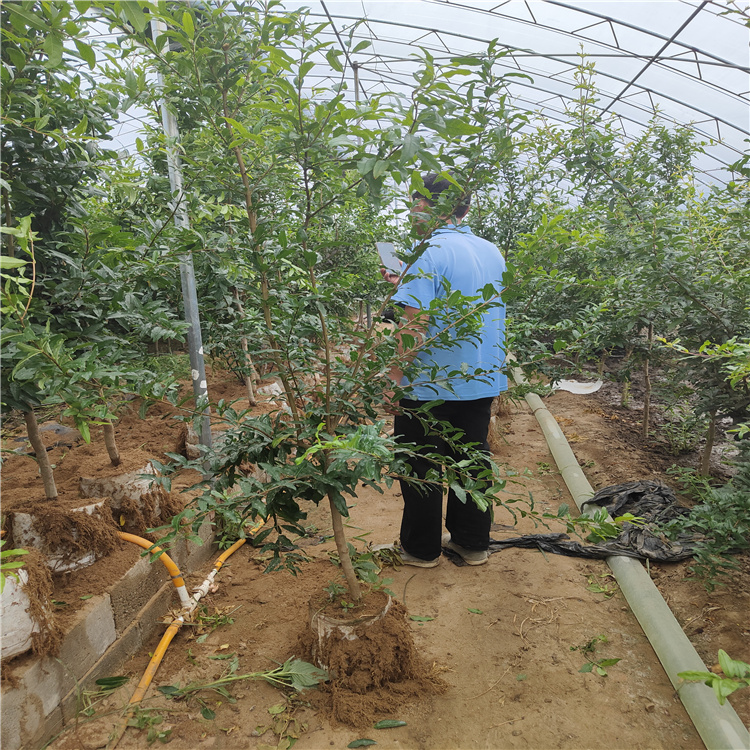 占地石榴大树石榴树苗一株多少钱