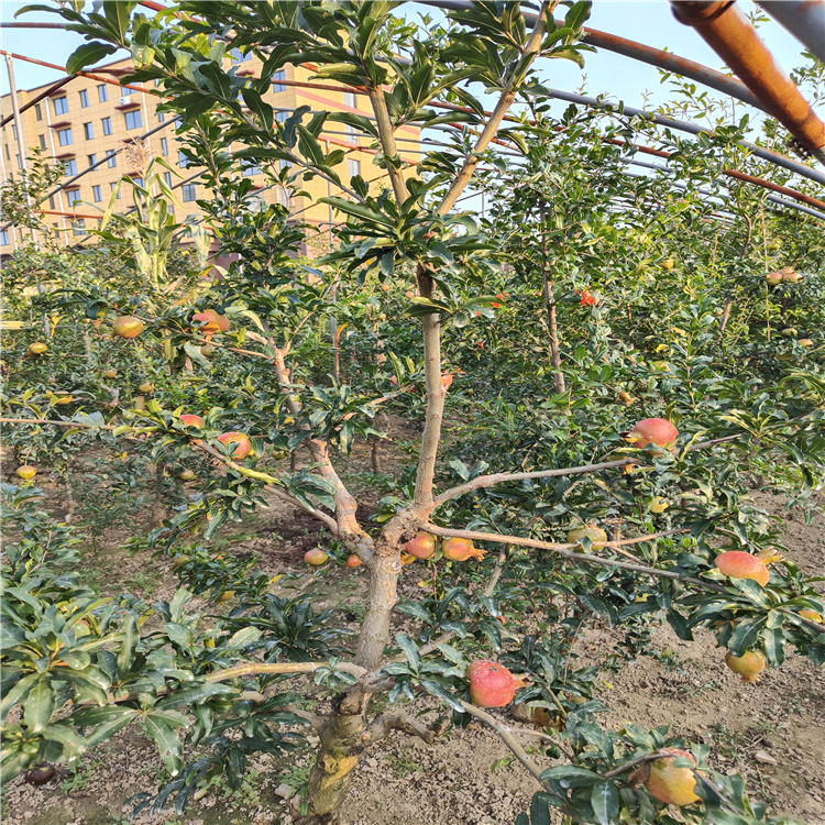 美植袋石榴树红石榴树报价