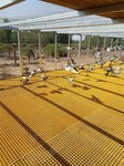 玻璃钢格栅鸽棚地网养殖场鸽舍地网格栅板鸽棚网格板