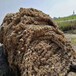 安徽合肥草棒矿山修复喷播绿化道路护坡草棒子