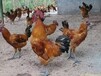 甘肃红冠土鸡供应土2鸡苗便宜自配料养殖技术