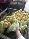 陜西供應(yīng)三花鵝苗皖西白鵝苗四季白鵝苗