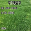 新款草坪种子进口多年生蓝标品质图片