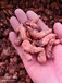 紫叶酢浆草种球价格指导种植方法
